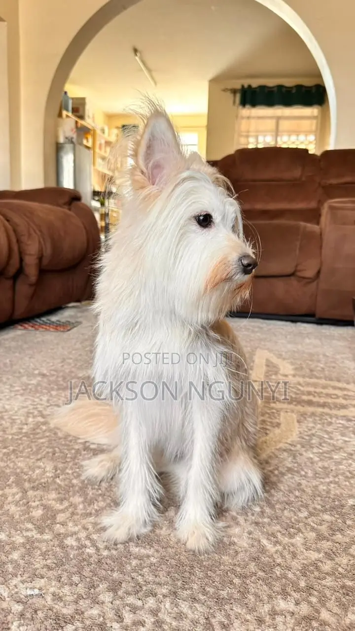 6-12 months Female Purebred Maltese