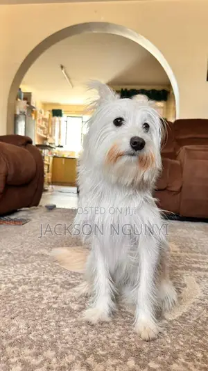 6-12 months Female Purebred Maltese