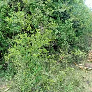 Prime 1-Acre Virgin Land – Only 200m From Tarmac