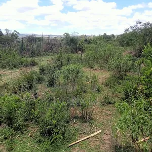 Prime 1-Acre Virgin Land – Only 200m From Tarmac