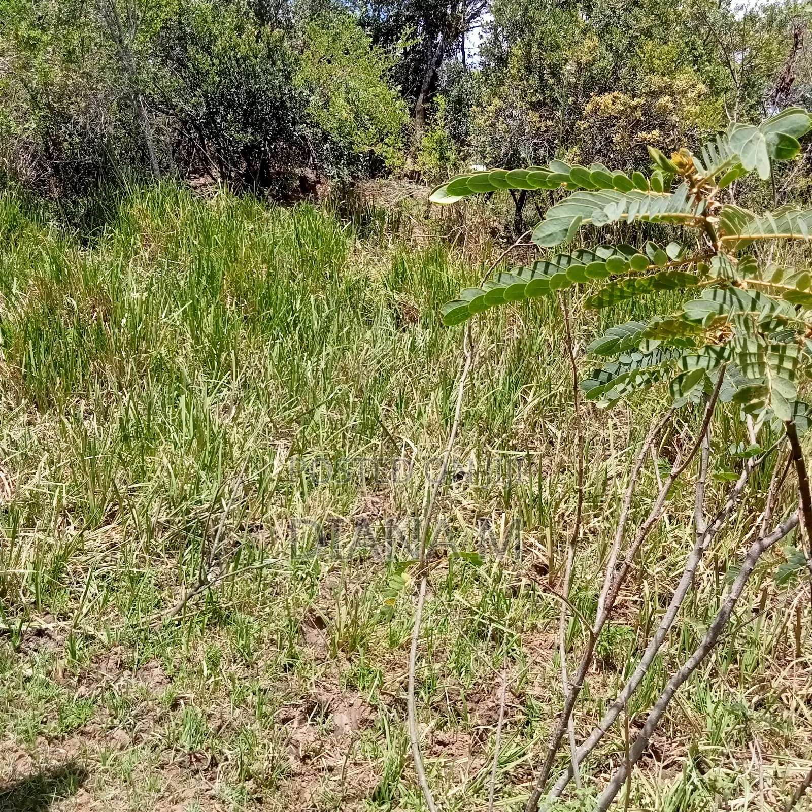 Prime 1-Acre Virgin Land – Only 200m From Tarmac