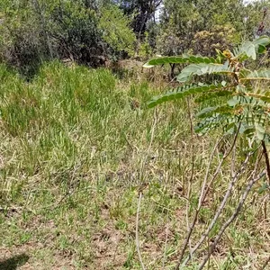 Prime 1-Acre Virgin Land – Only 200m From Tarmac