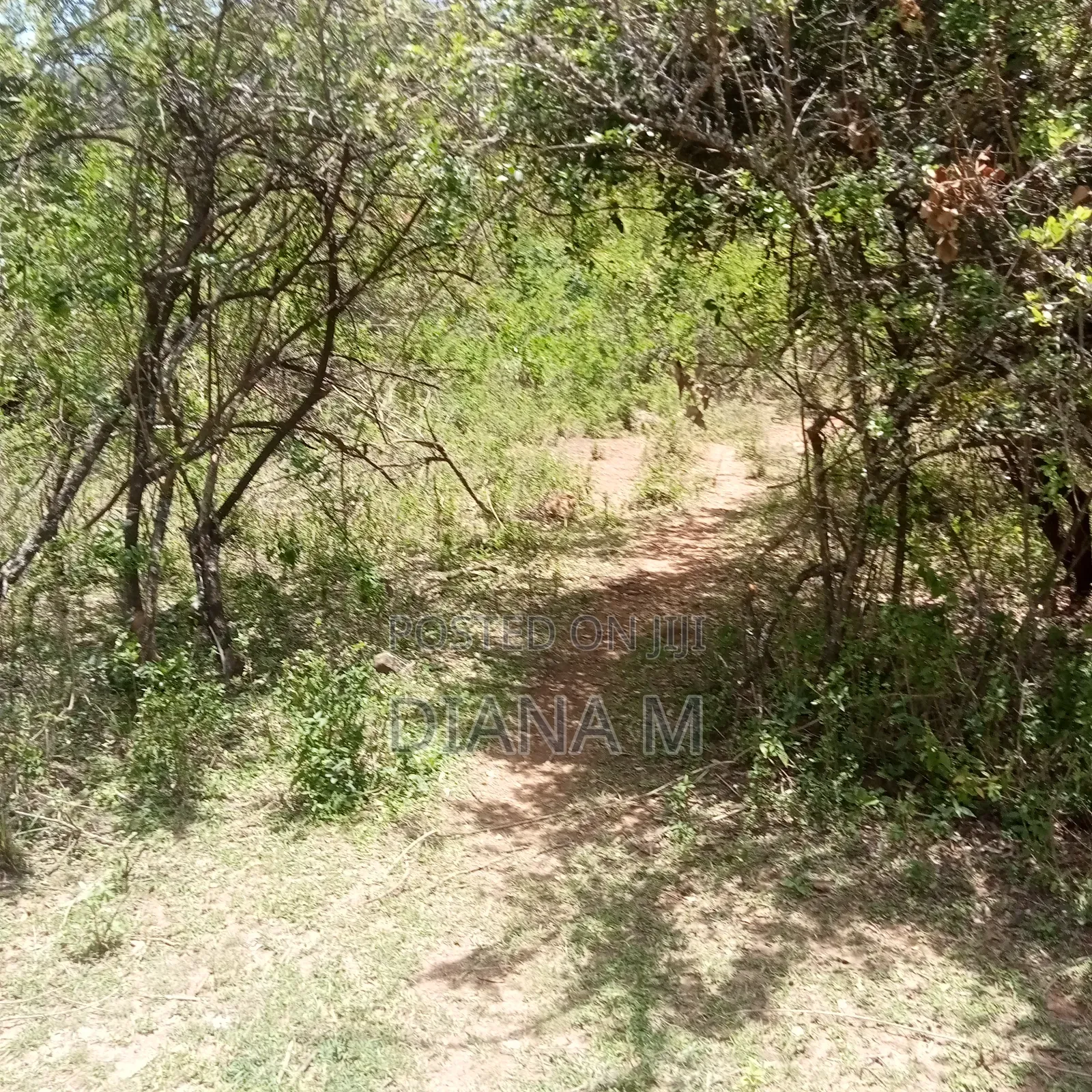 Prime 1-Acre Virgin Land – Only 200m From Tarmac