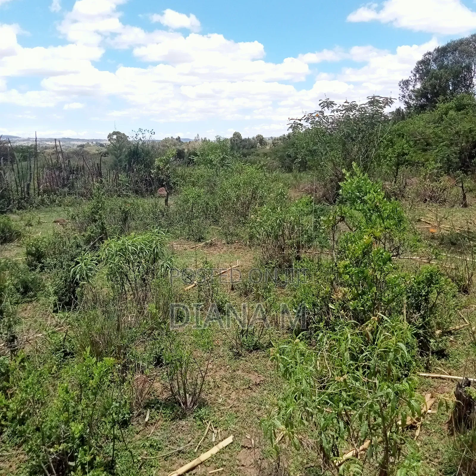 Prime 1-Acre Virgin Land – Only 200m From Tarmac
