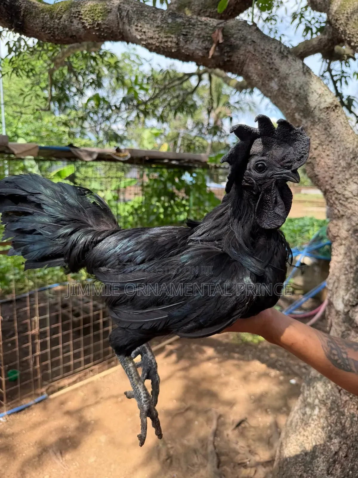 Ayam Cemani
