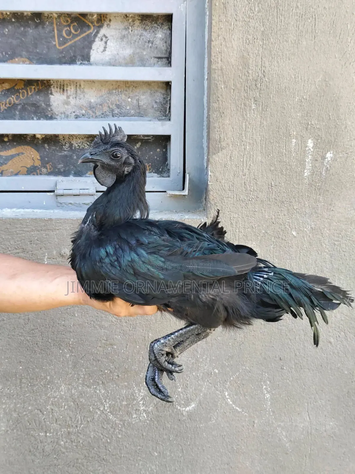 Ayam Cemani