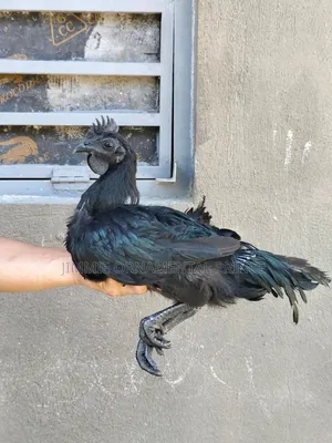 Ayam Cemani