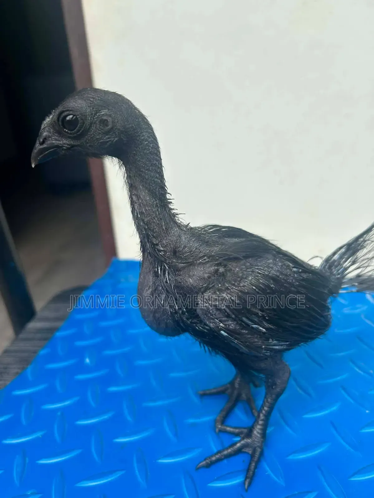 Ayam Cemani