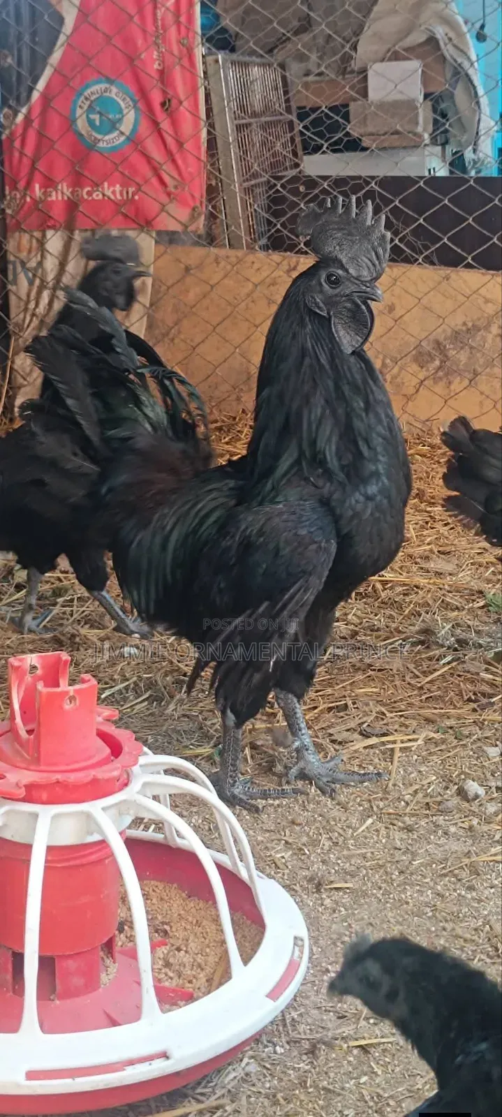 Ayam Cemani
