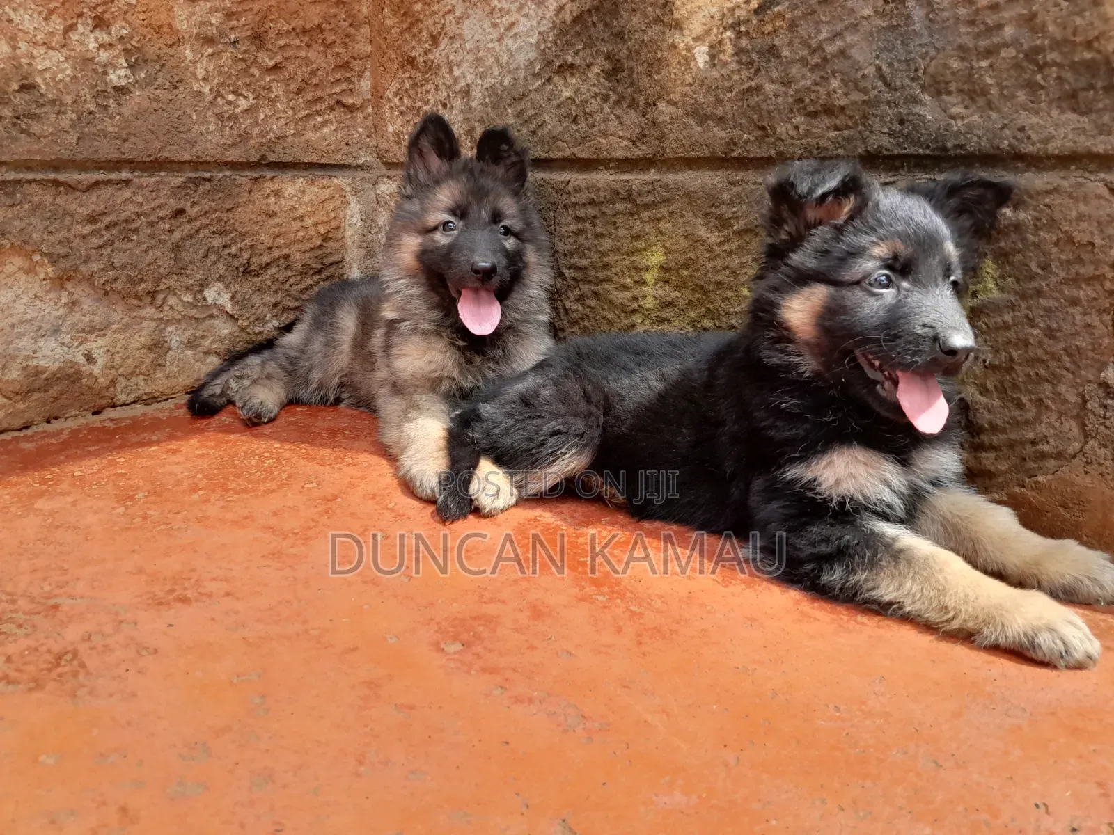 1-3 months Male Purebred German Shepherd