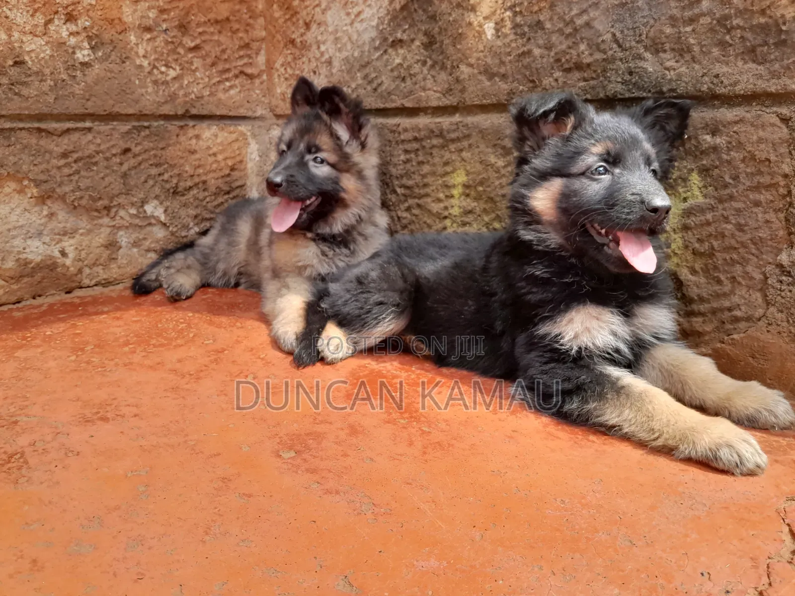 1-3 months Male Purebred German Shepherd