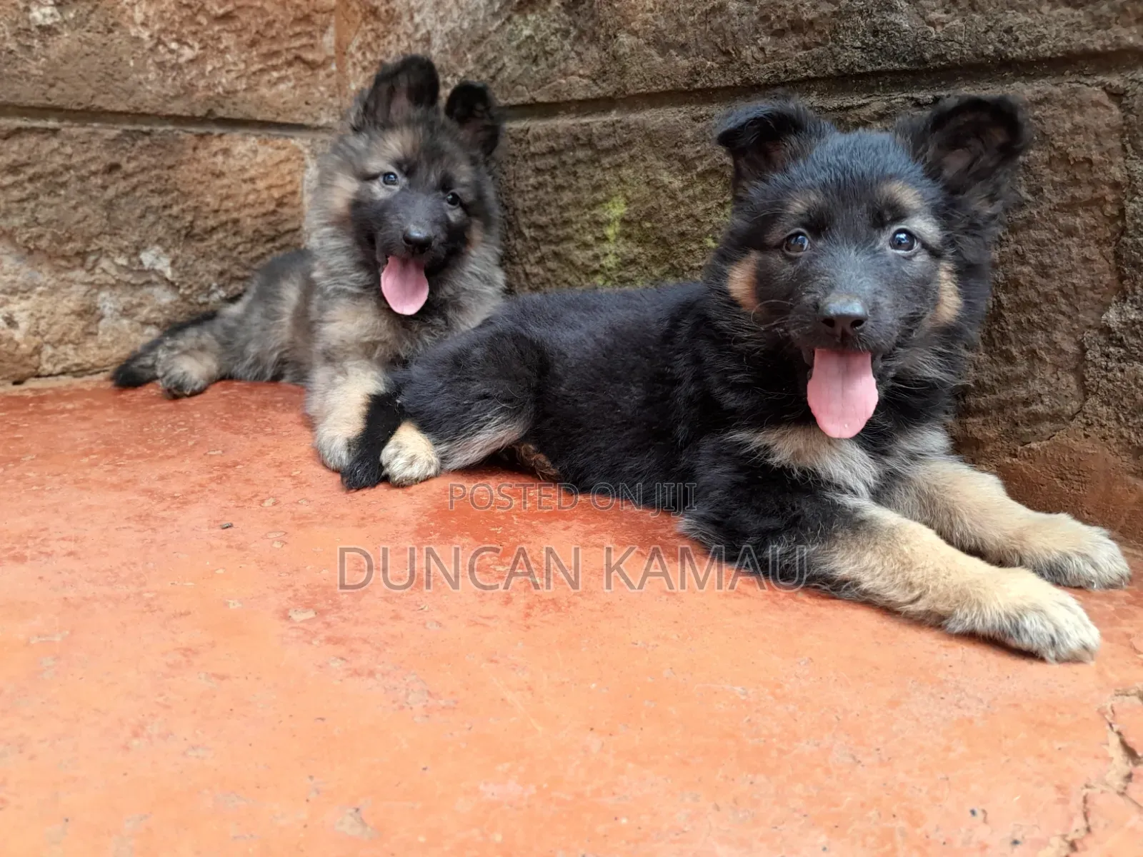 1-3 months Male Purebred German Shepherd