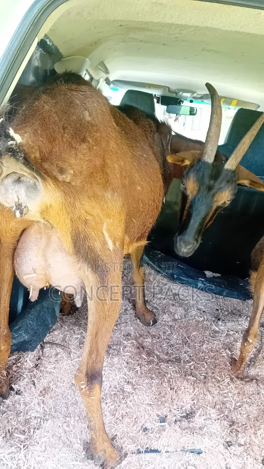 German ALpine Female Goat.