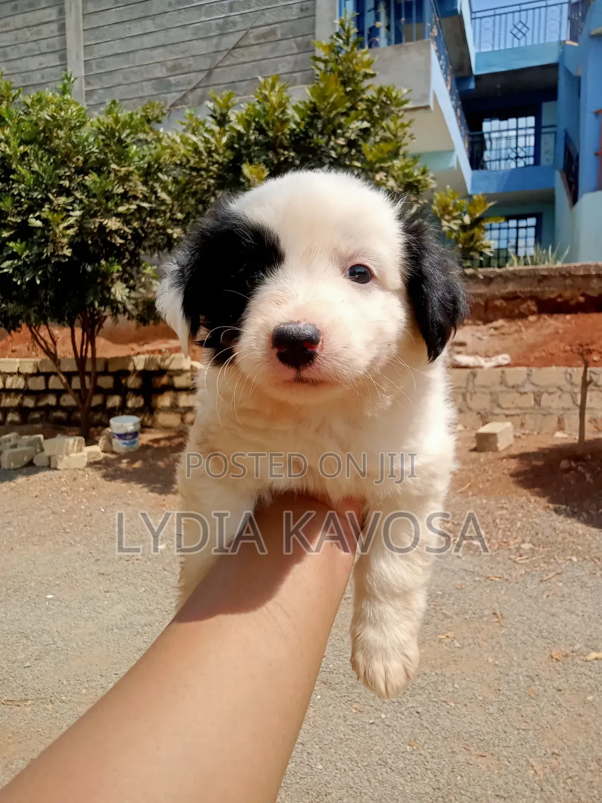 1-3 months Female Mixed Breed Border Collie