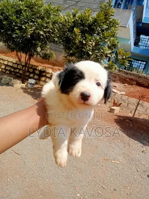 1-3 months Female Mixed Breed Border Collie