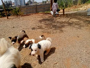 1-3 months Female Mixed Breed Border Collie