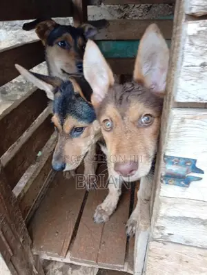 1-3 months Female Purebred German Shepherd