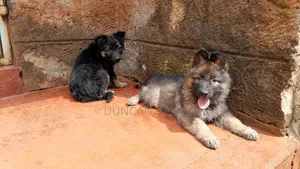 1-3 months Male Purebred German Shepherd