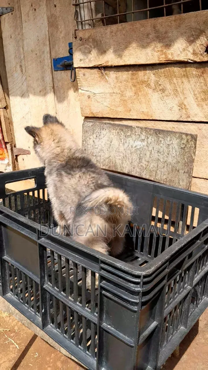 1-3 months Male Purebred German Shepherd