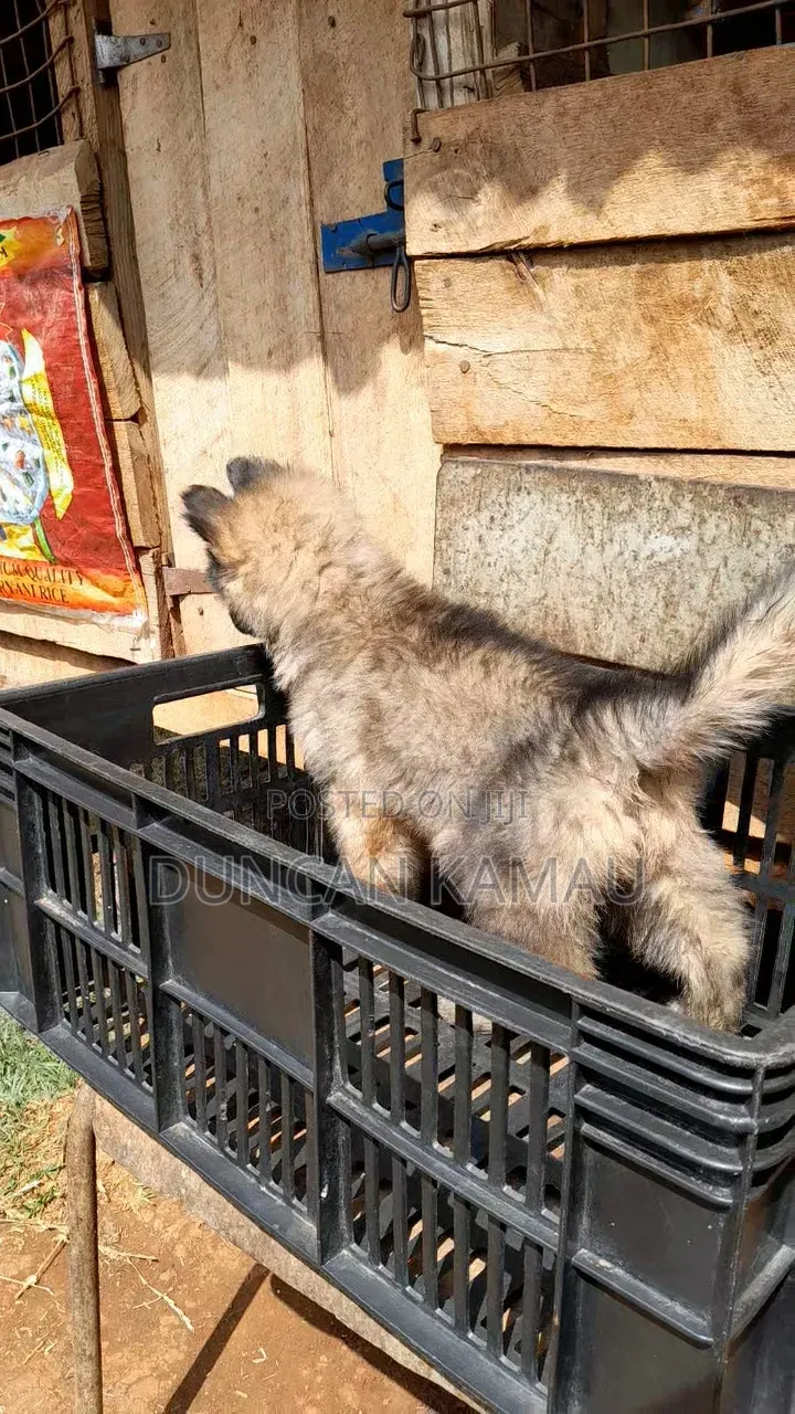 1-3 months Male Purebred German Shepherd
