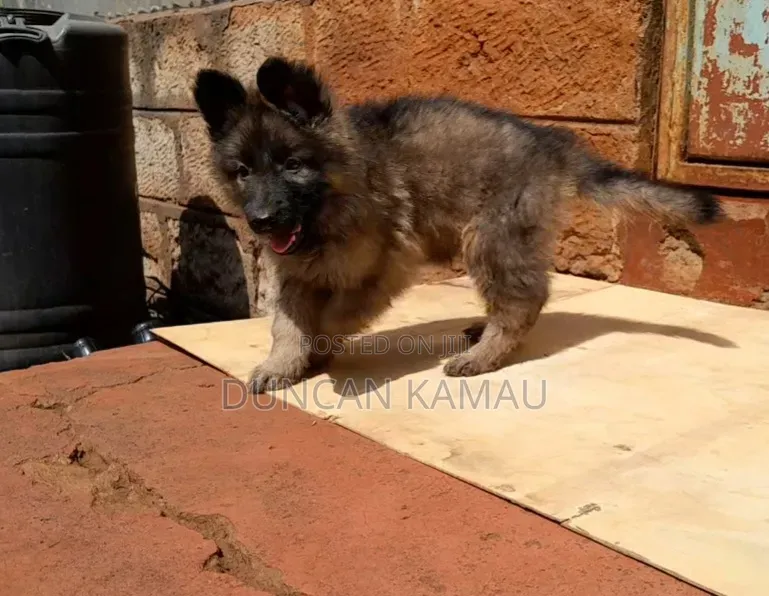 1-3 months Male Purebred German Shepherd