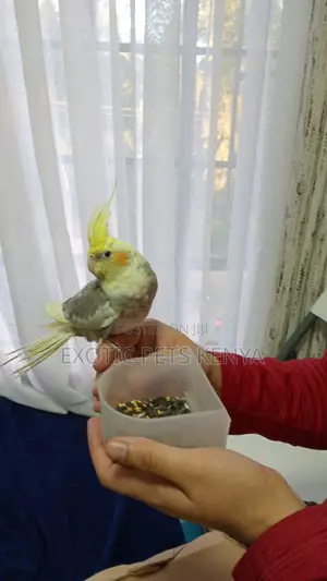 Cockatiel Tamed
