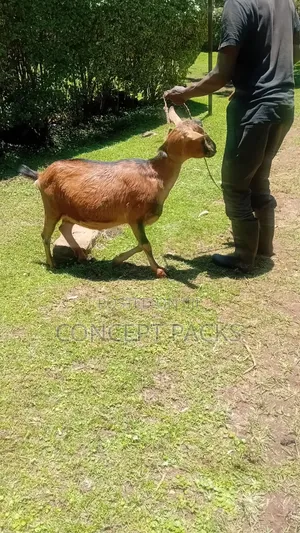 Inkid Purebreed German Alpine Goat