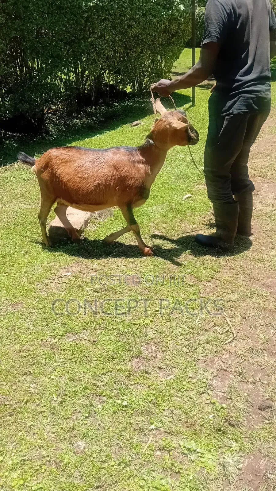 Inkid Purebreed German Alpine Goat