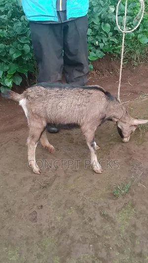 Purebreed German Alpine Doe Goat