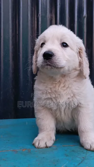 1-3 months Male Purebred Golden Retriever