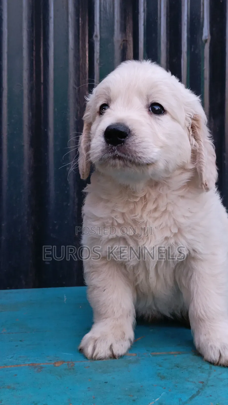 1-3 months Male Purebred Golden Retriever