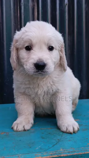 1-3 months Male Purebred Golden Retriever