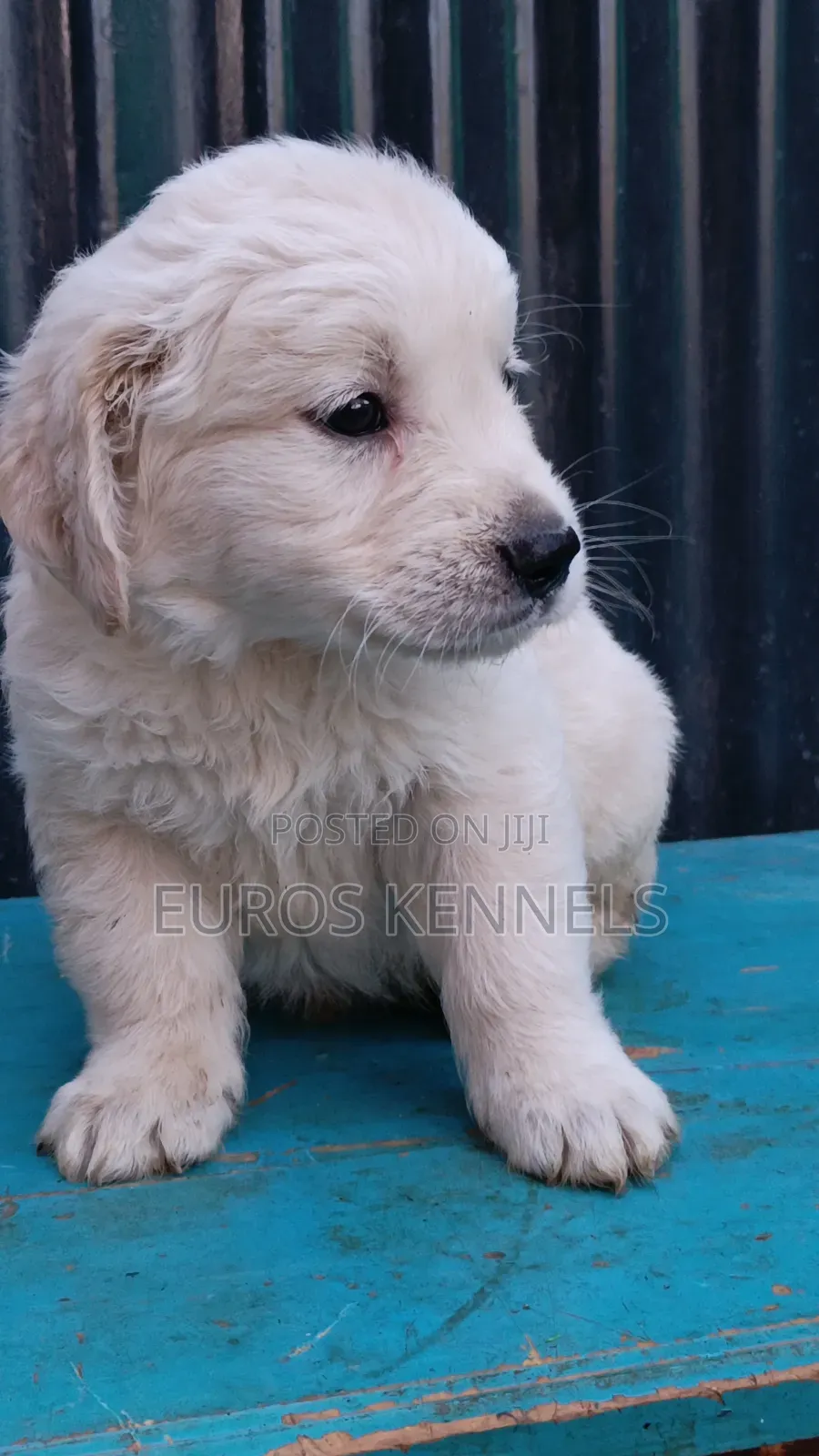 1-3 months Male Purebred Golden Retriever