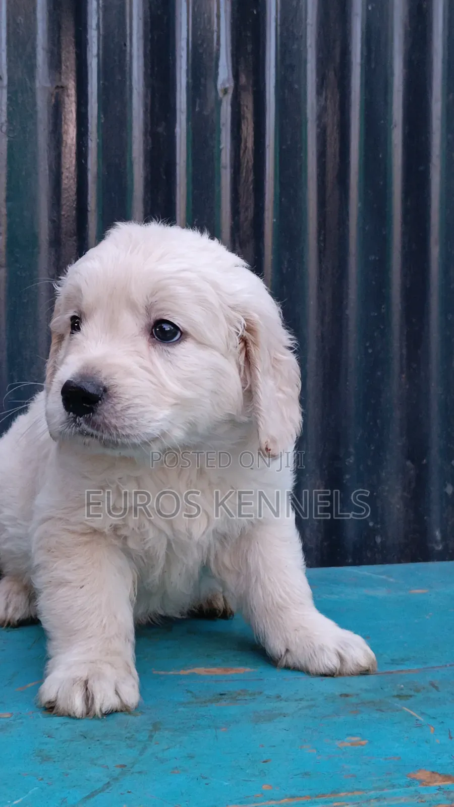 1-3 months Male Purebred Golden Retriever