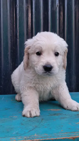 1-3 months Male Purebred Golden Retriever