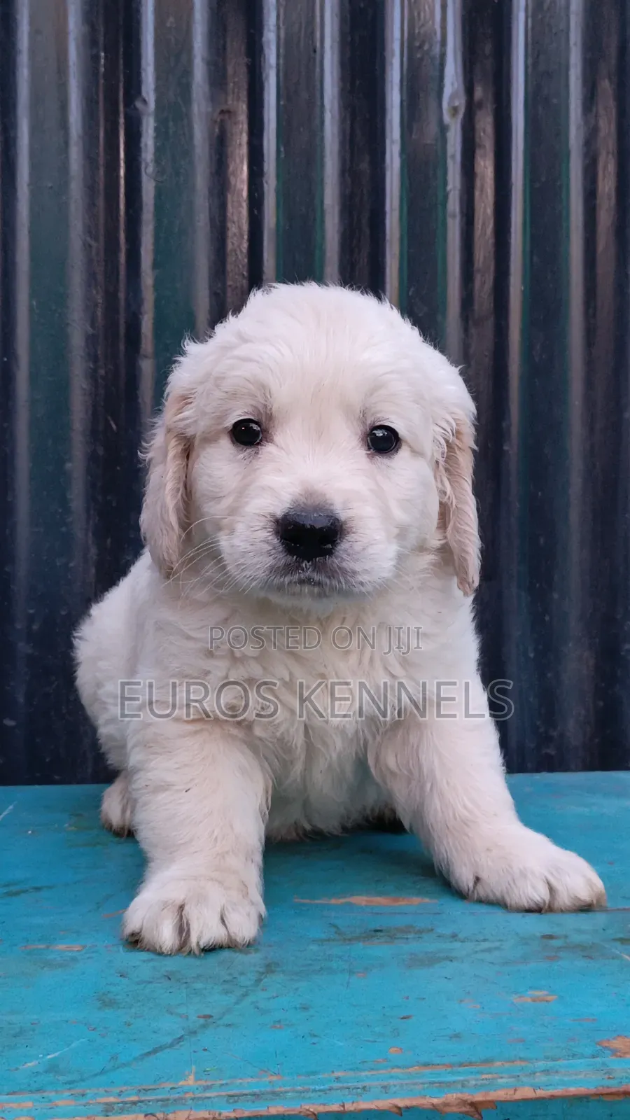 1-3 months Male Purebred Golden Retriever