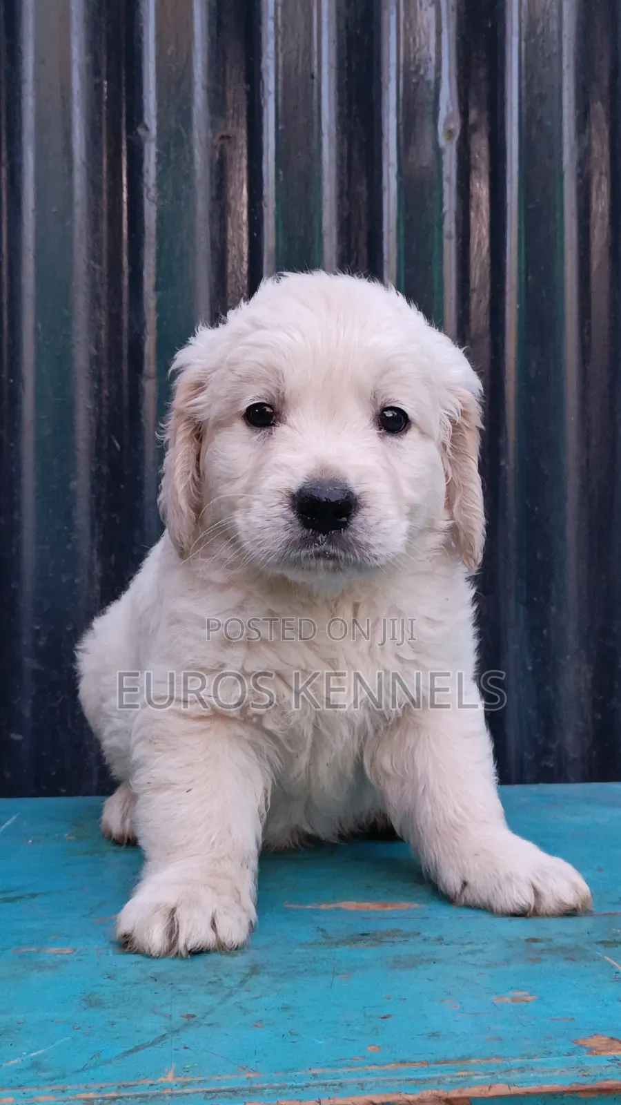 1-3 months Male Purebred Golden Retriever