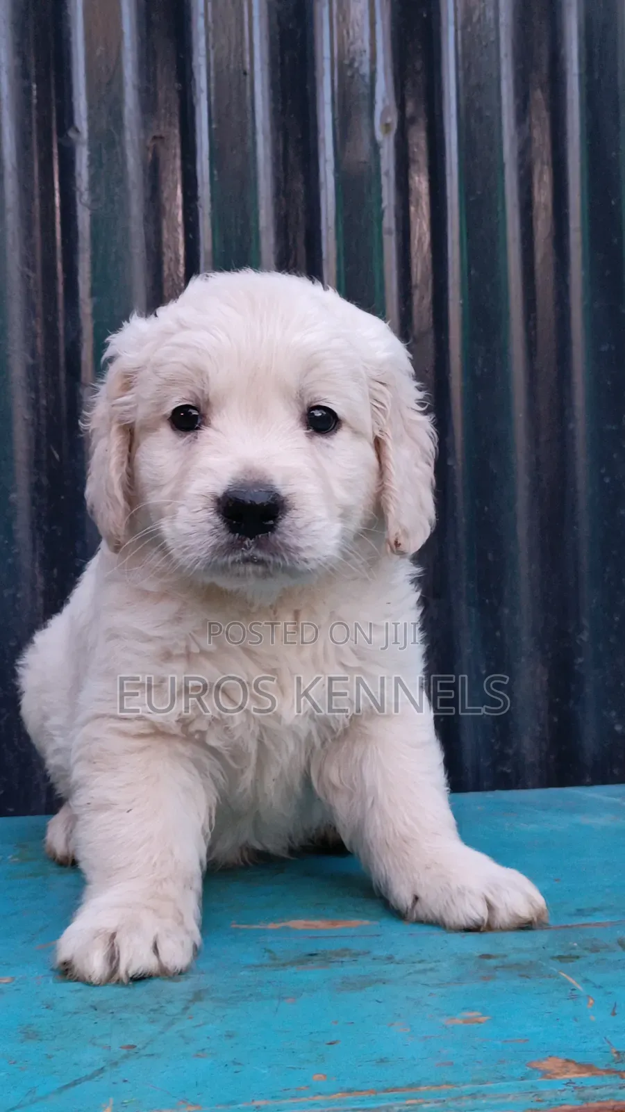 1-3 months Male Purebred Golden Retriever