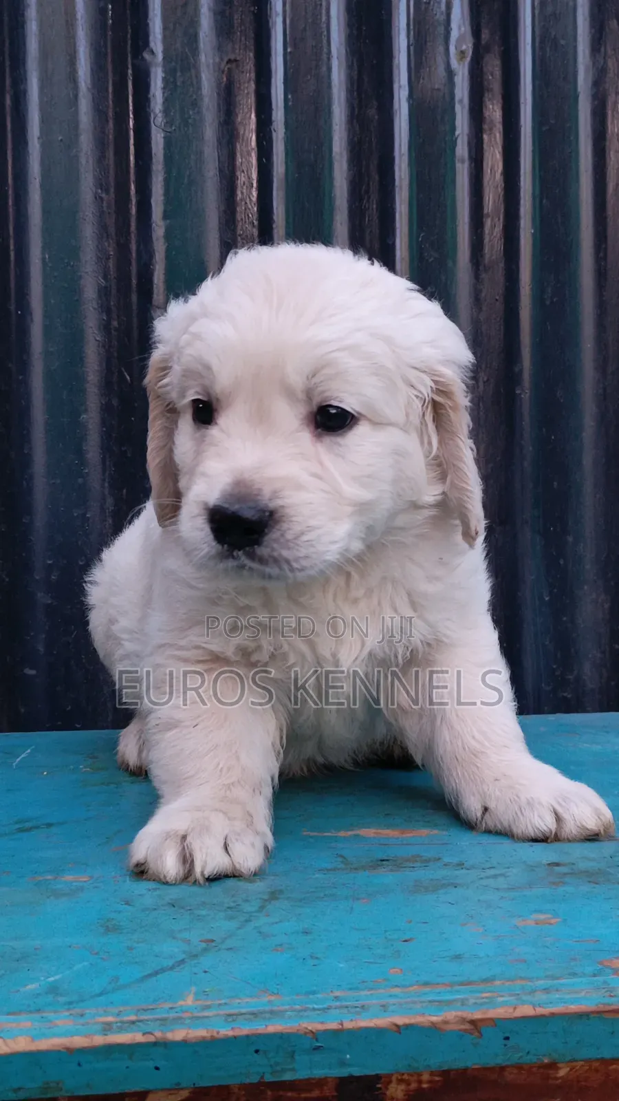 1-3 months Male Purebred Golden Retriever