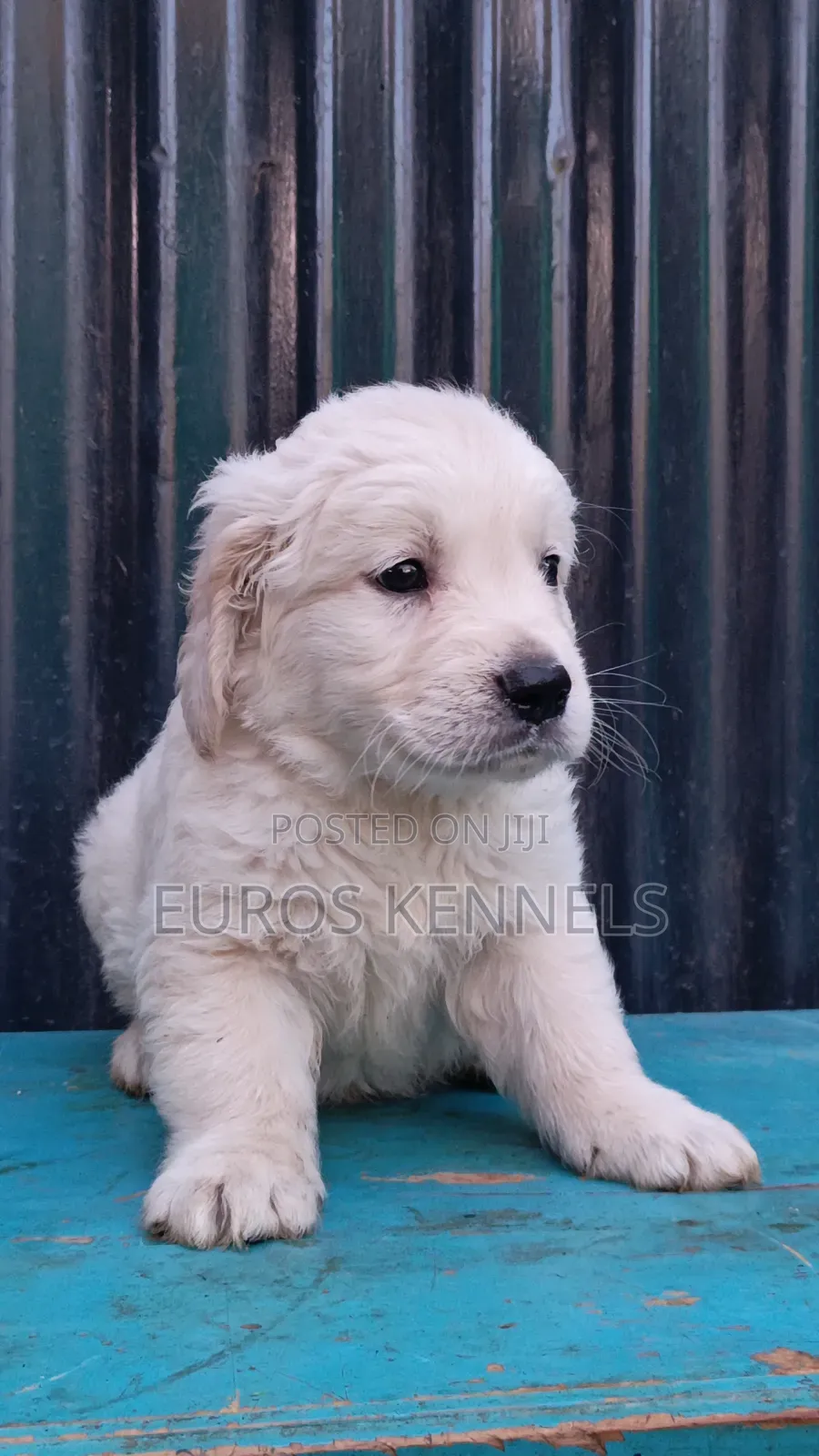 1-3 months Male Purebred Golden Retriever