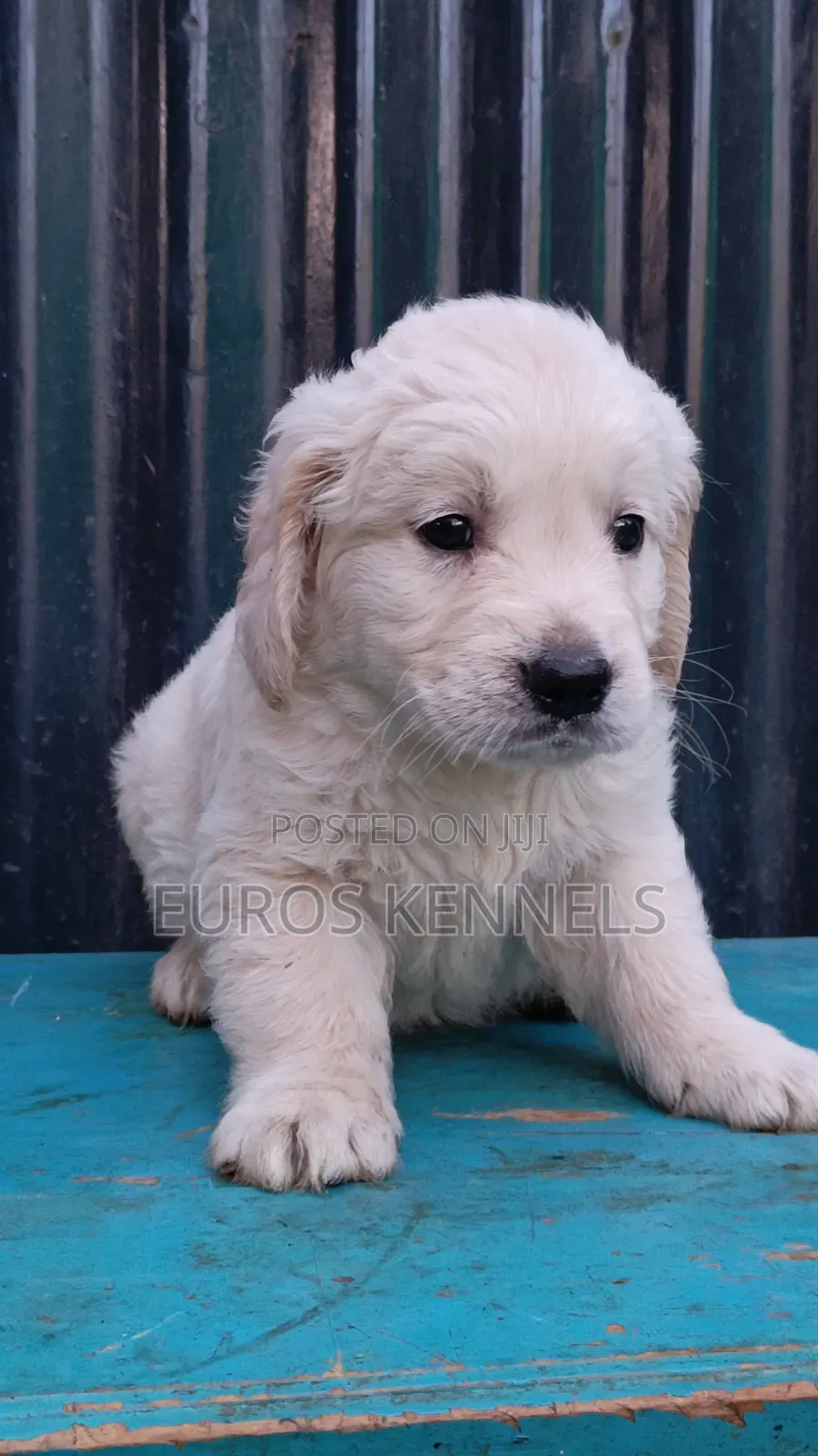 1-3 months Male Purebred Golden Retriever