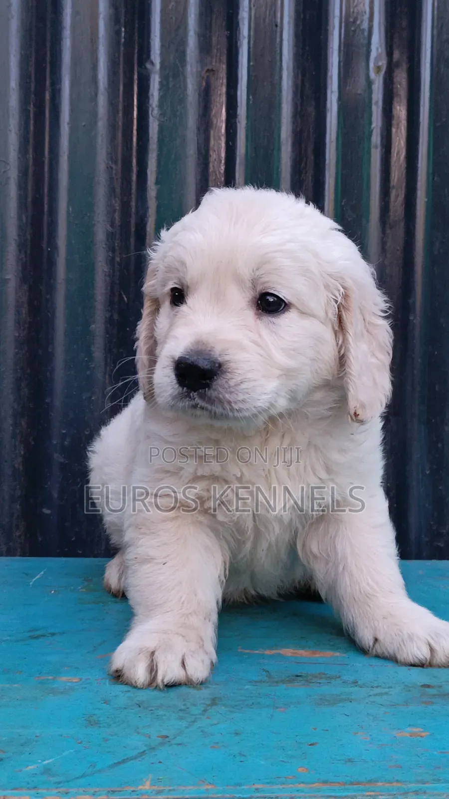 1-3 months Male Purebred Golden Retriever