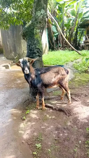 Purebred German Alpine Buck