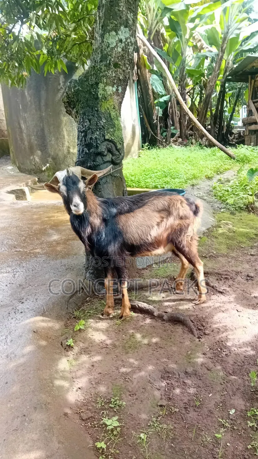 Purebred German Alpine Buck