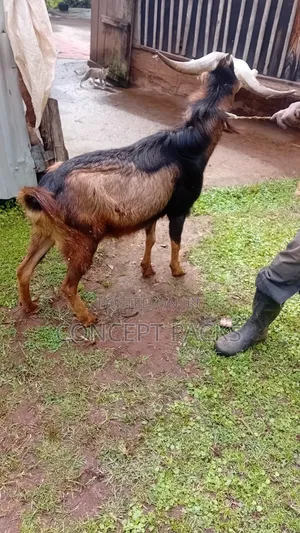 Purebred German Alpine Buck