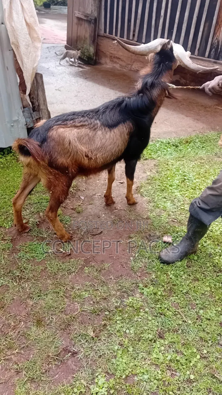 Purebred German Alpine Buck