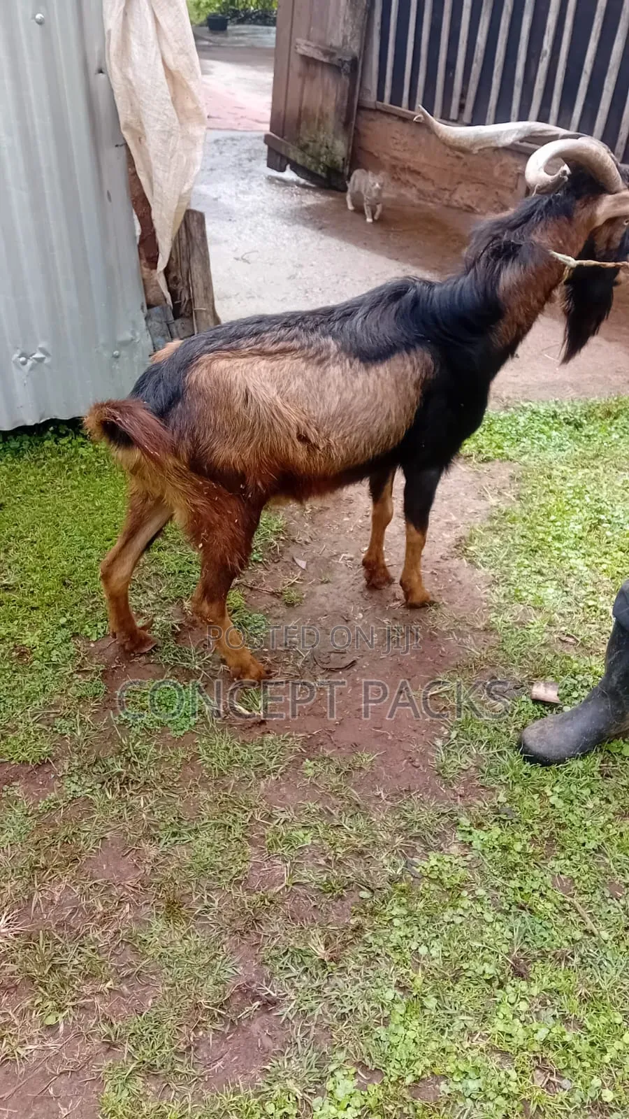 Purebred German Alpine Buck