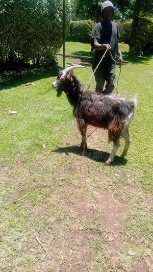 German Alpine Male Goat/ Buck