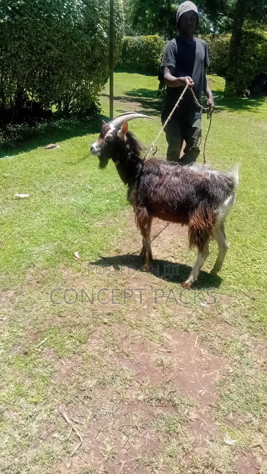 German Alpine Male Goat/ Buck