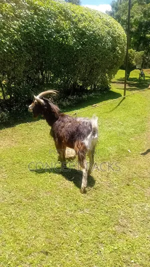 German Alpine Male Goat/ Buck